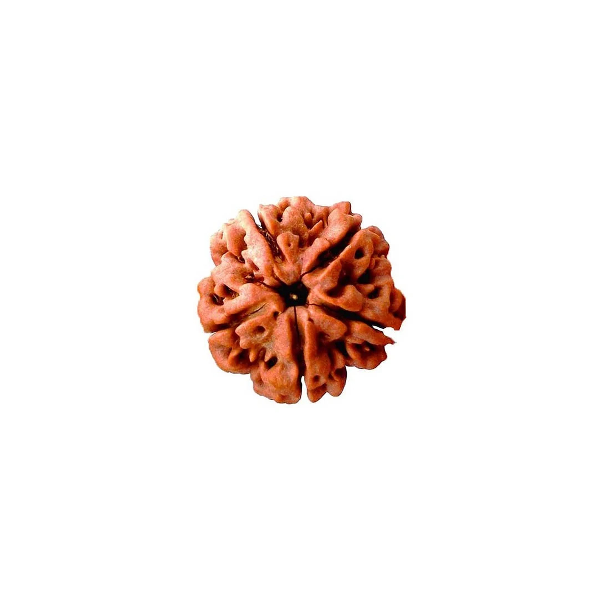 Five mukhi rudraksha from Nepal