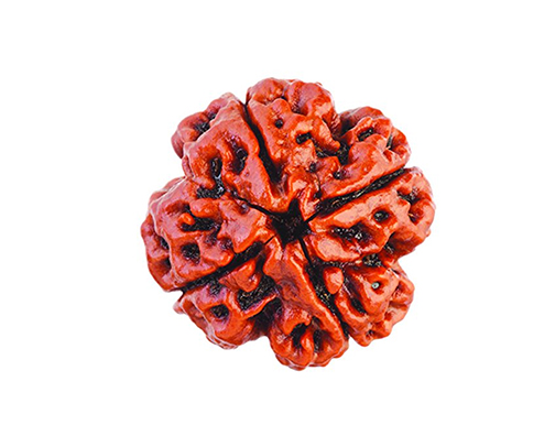 four mukhi rudraksha from Nepal