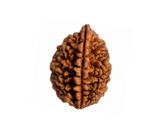 2 mukhi rudraksha in Nepal