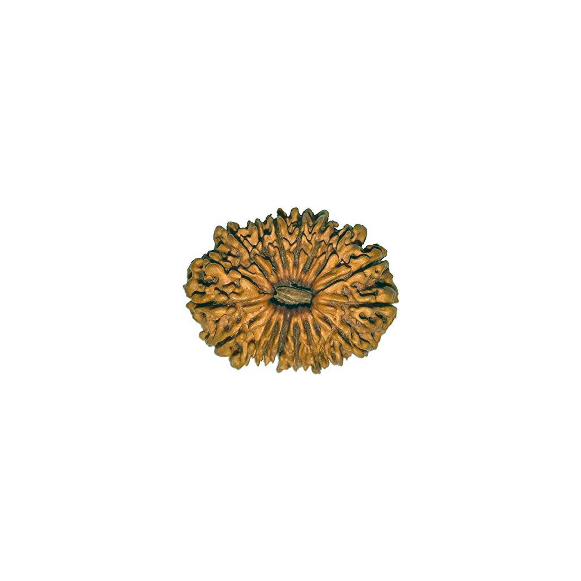 18 mukhi rudraksha in Nepal